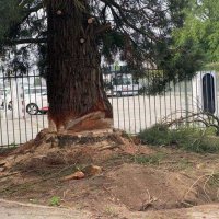 images/-bomenrooien/boom-kap-deurne/boom-verwijderen-deurne-helmond-stronken-frezen-200x200-1b9