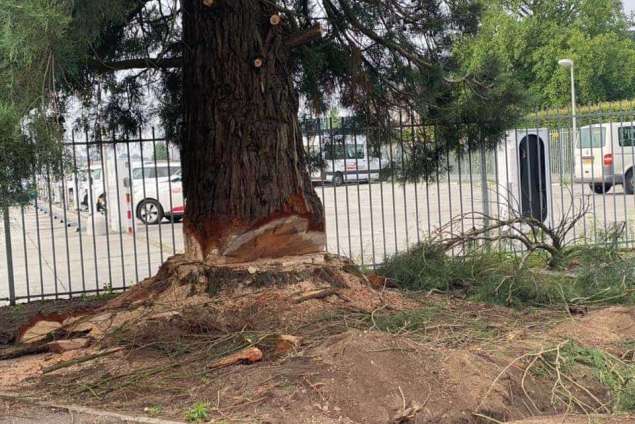 rooien en kappen van bomen stronk frezen Deurne