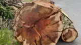 images/-bomenrooien/boom-kap-deurne/verwijderen-van-bomen-deurne-helmond-stronk-frezen-160x90-edc