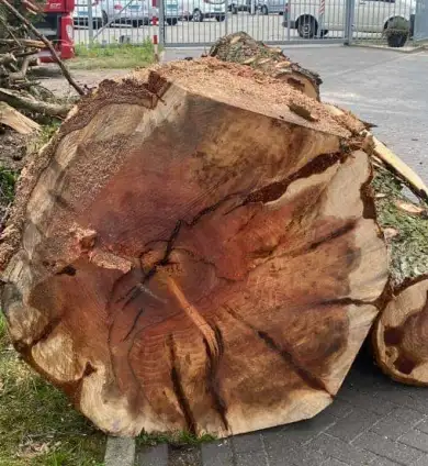 images/-bomenrooien/boom-kap-deurne/verwijderen-van-bomen-deurne-helmond-stronk-frezen-390x424-12e