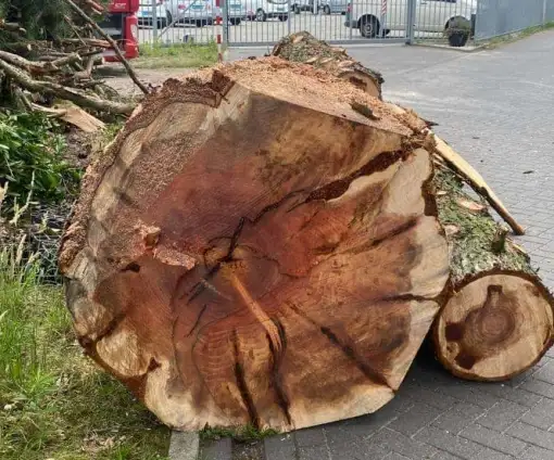 images/-bomenrooien/boom-kap-deurne/verwijderen-van-bomen-deurne-helmond-stronk-frezen-510x424-d9d