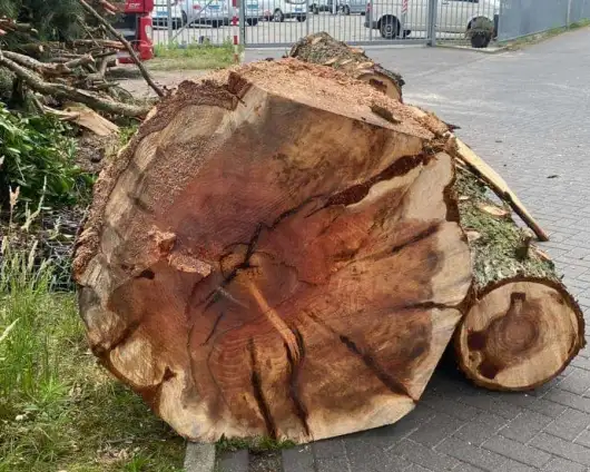 images/-bomenrooien/boom-kap-deurne/verwijderen-van-bomen-deurne-helmond-stronk-frezen-530x424-6a2