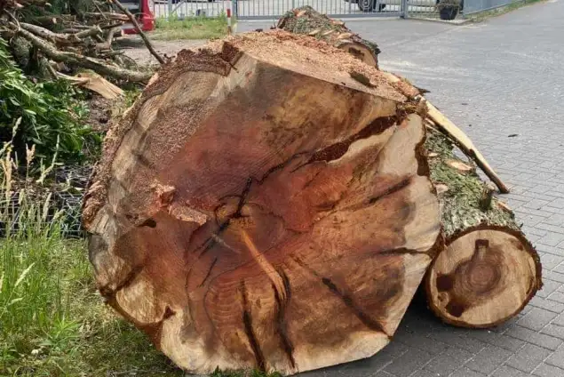 images/-bomenrooien/boom-kap-deurne/verwijderen-van-bomen-deurne-helmond-stronk-frezen-635x424-998