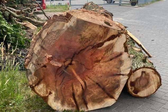 rooien en kappen van bomen stronk frezen Deurne