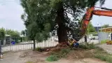 images/-bomenrooien/boom-kap-deurne/verwijderen-van-bomen-deurne-helmond-stronk-frezen-eindhoven-160x90-edc