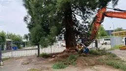 images/-bomenrooien/boom-kap-deurne/verwijderen-van-bomen-deurne-helmond-stronk-frezen-eindhoven-257x145-adb