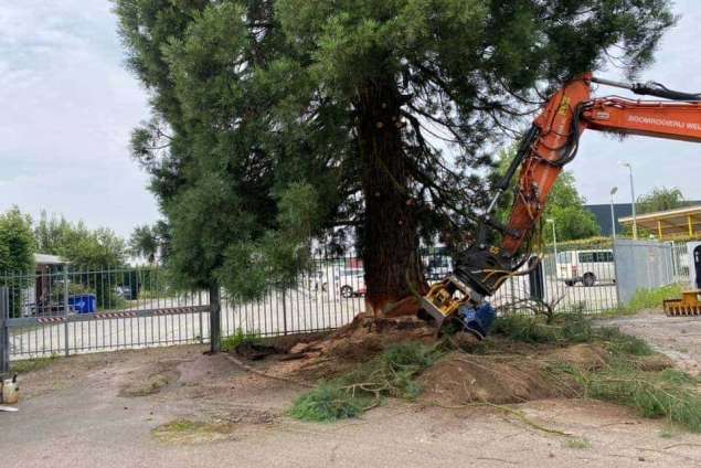 rooien en kappen van bomen stronk frezen Deurne