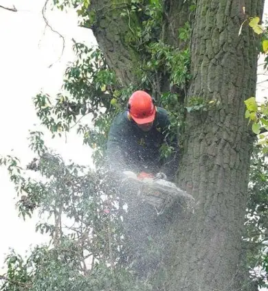 images/-bomenrooien/boomstronk-verwijderen-02-390x424-12e