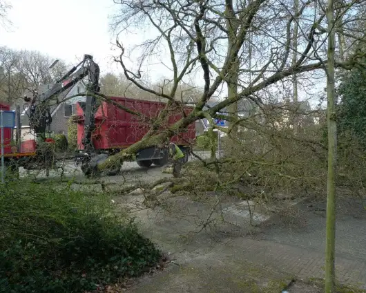 images/-bomenrooien/boomstronk-verwijderen-08-530x424-6a2