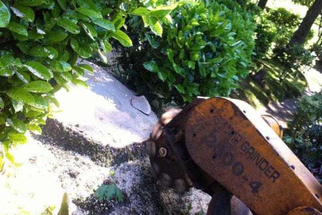 Een boomstronk verwijderen Sint Eustatius: hoe werkt dat?