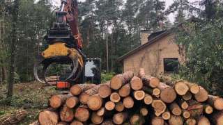 Voorwaarden voor het verwijderen van boomstronken in Castricum