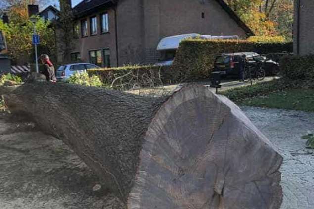 Eikenboom rooien in Tilburg