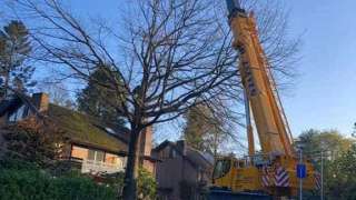 Eikenboom rooien in Tilburg