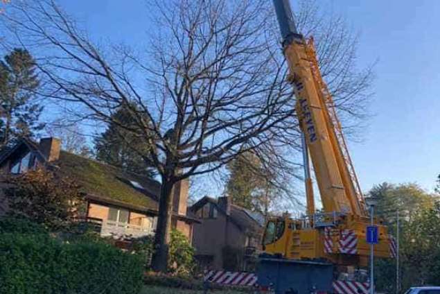 Eikenboom rooien in Tilburg