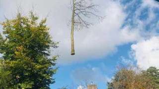 Eikenboom rooien in Tilburg