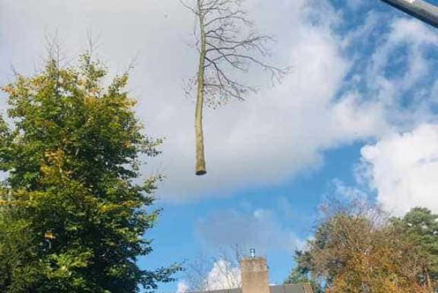 Eikenboom rooien in Tilburg