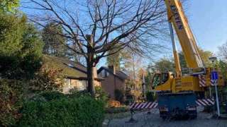 Eikenboom rooien in Tilburg