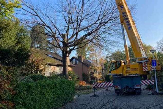 Eikenboom rooien in Tilburg