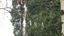 images/0000nieuws/2020/28-8-cuijk-boom-rooien/boom-verwijderen-cuijk-hap-herpen-1-257x145-283