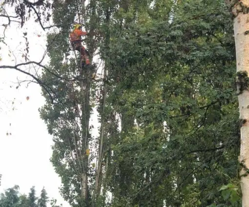 images/0000nieuws/2020/28-8-cuijk-boom-rooien/boom-verwijderen-cuijk-hap-herpen-1-510x424-20c