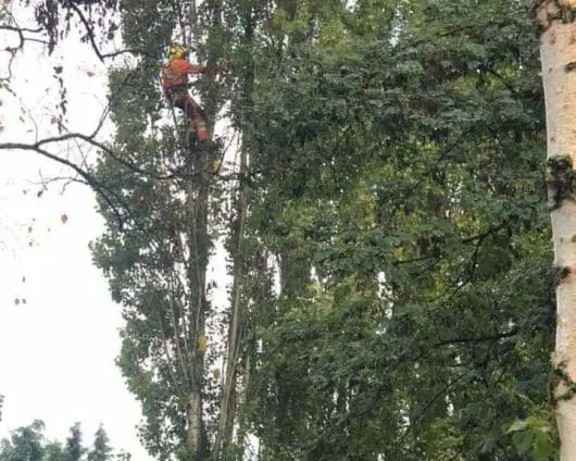 images/0000nieuws/2020/28-8-cuijk-boom-rooien/boom-verwijderen-cuijk-hap-herpen-1-530x424-833