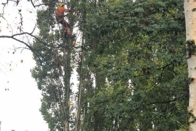 images/0000nieuws/2020/28-8-cuijk-boom-rooien/boom-verwijderen-cuijk-hap-herpen-1-635x424-234