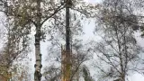 images/0000nieuws/2020/28-8-cuijk-boom-rooien/boom-verwijderen-cuijk-hap-herpen-11-160x90-e8c