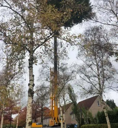 images/0000nieuws/2020/28-8-cuijk-boom-rooien/boom-verwijderen-cuijk-hap-herpen-11-390x424-752