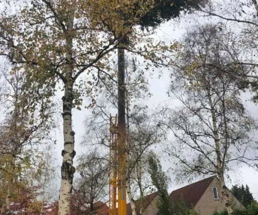 images/0000nieuws/2020/28-8-cuijk-boom-rooien/boom-verwijderen-cuijk-hap-herpen-11-510x424-20c