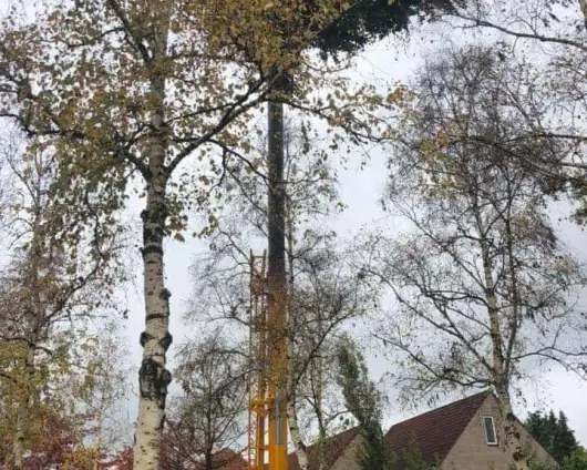 images/0000nieuws/2020/28-8-cuijk-boom-rooien/boom-verwijderen-cuijk-hap-herpen-11-530x424-833