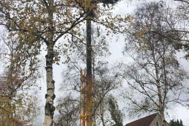images/0000nieuws/2020/28-8-cuijk-boom-rooien/boom-verwijderen-cuijk-hap-herpen-11-635x424-234