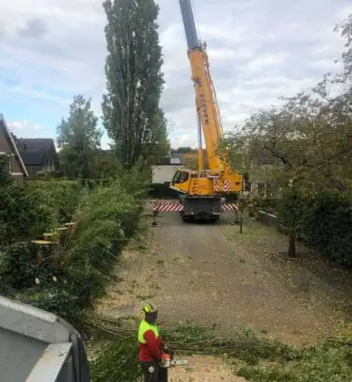 images/0000nieuws/2020/28-8-cuijk-boom-rooien/boom-verwijderen-cuijk-hap-herpen-112-390x424-752