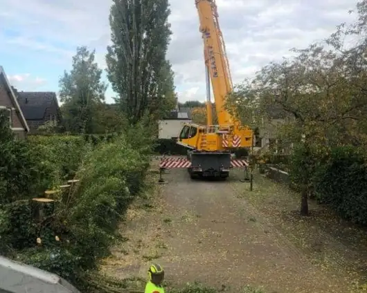 images/0000nieuws/2020/28-8-cuijk-boom-rooien/boom-verwijderen-cuijk-hap-herpen-112-530x424-833