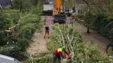 images/0000nieuws/2020/28-8-cuijk-boom-rooien/boom-verwijderen-cuijk-hap-herpen-113-160x90-e8c