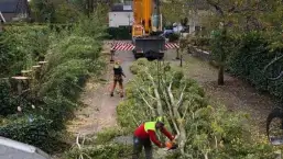 images/0000nieuws/2020/28-8-cuijk-boom-rooien/boom-verwijderen-cuijk-hap-herpen-113-257x145-283