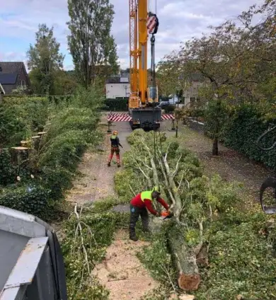 images/0000nieuws/2020/28-8-cuijk-boom-rooien/boom-verwijderen-cuijk-hap-herpen-113-390x424-752