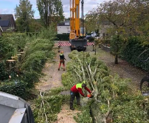 images/0000nieuws/2020/28-8-cuijk-boom-rooien/boom-verwijderen-cuijk-hap-herpen-113-510x424-20c