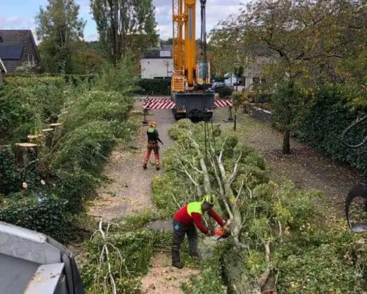 images/0000nieuws/2020/28-8-cuijk-boom-rooien/boom-verwijderen-cuijk-hap-herpen-113-530x424-833