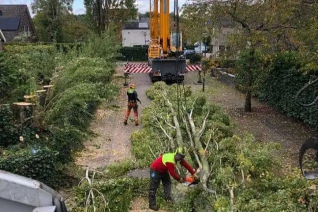 images/0000nieuws/2020/28-8-cuijk-boom-rooien/boom-verwijderen-cuijk-hap-herpen-113-635x424-234