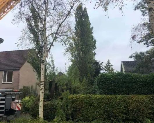 images/0000nieuws/2020/28-8-cuijk-boom-rooien/boom-verwijderen-cuijk-hap-herpen-12-530x424-833
