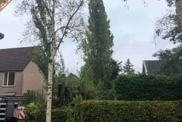images/0000nieuws/2020/28-8-cuijk-boom-rooien/boom-verwijderen-cuijk-hap-herpen-12-635x424-234