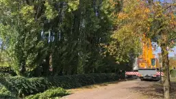 images/0000nieuws/2020/28-8-cuijk-boom-rooien/boom-verwijderen-cuijk-hap-herpen-15-257x145-283
