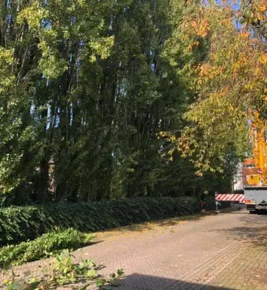 images/0000nieuws/2020/28-8-cuijk-boom-rooien/boom-verwijderen-cuijk-hap-herpen-15-390x424-752
