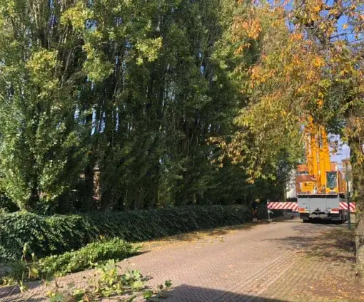 images/0000nieuws/2020/28-8-cuijk-boom-rooien/boom-verwijderen-cuijk-hap-herpen-15-510x424-20c