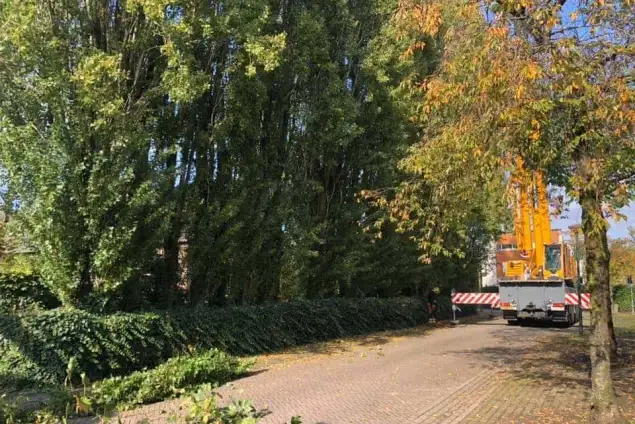 images/0000nieuws/2020/28-8-cuijk-boom-rooien/boom-verwijderen-cuijk-hap-herpen-15-635x424-234