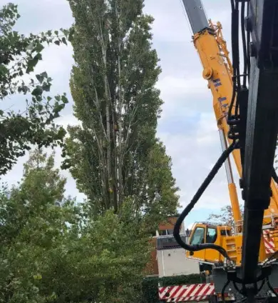 images/0000nieuws/2020/28-8-cuijk-boom-rooien/boom-verwijderen-cuijk-hap-herpen-16-390x424-752