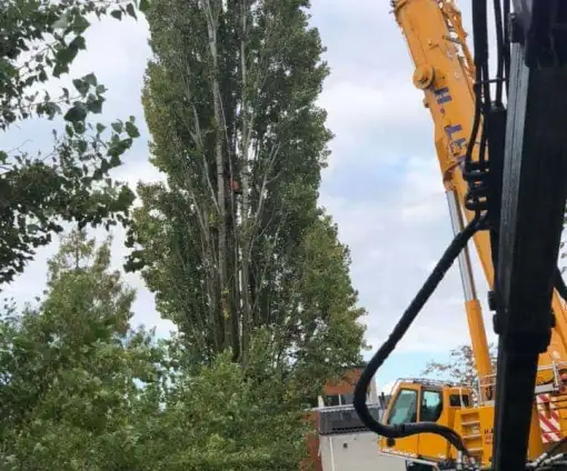images/0000nieuws/2020/28-8-cuijk-boom-rooien/boom-verwijderen-cuijk-hap-herpen-16-510x424-20c