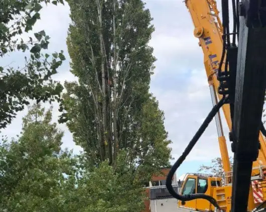 images/0000nieuws/2020/28-8-cuijk-boom-rooien/boom-verwijderen-cuijk-hap-herpen-16-530x424-833