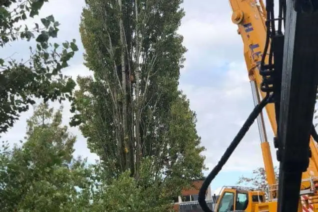 images/0000nieuws/2020/28-8-cuijk-boom-rooien/boom-verwijderen-cuijk-hap-herpen-16-635x424-234