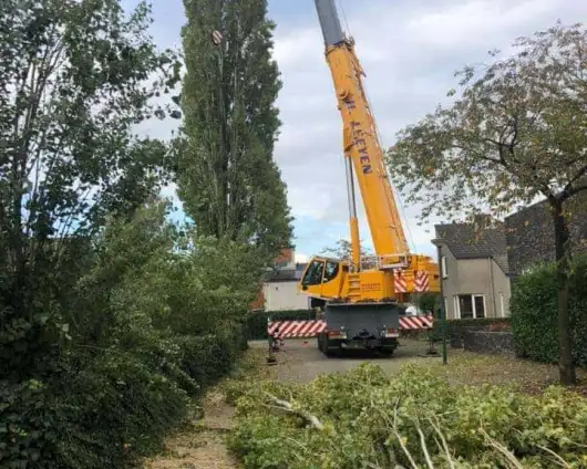images/0000nieuws/2020/28-8-cuijk-boom-rooien/boom-verwijderen-cuijk-hap-herpen-17-530x424-833